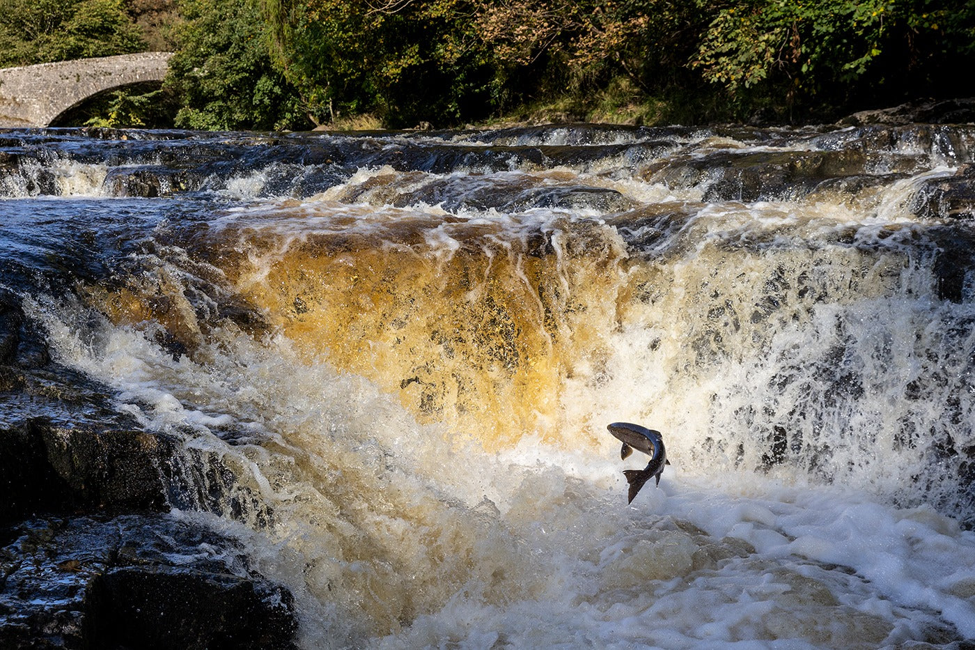 Salmon jumping in the Yorkshire Dales