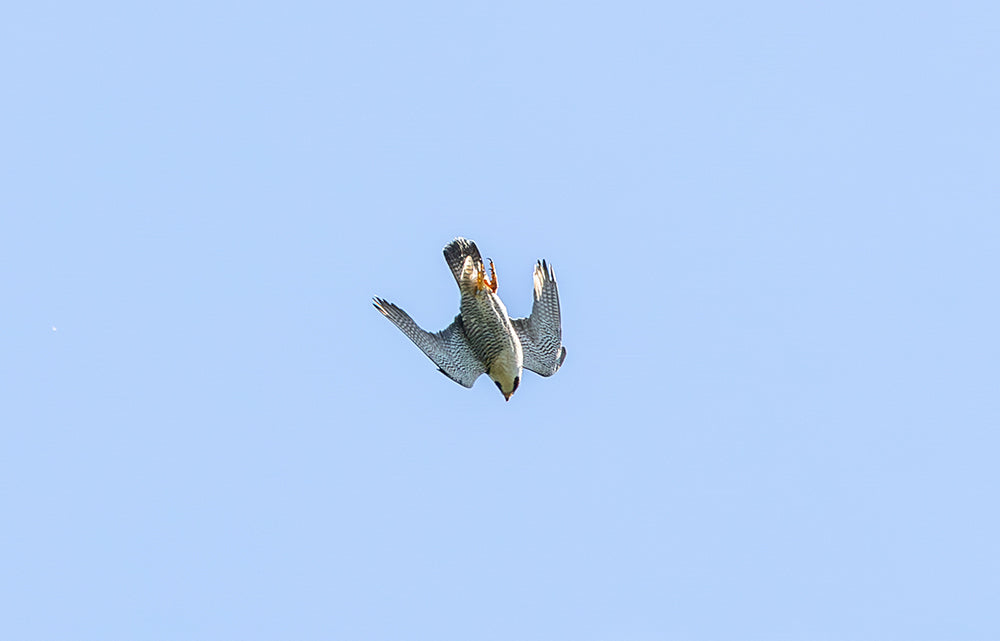 Peregrine in a stoop