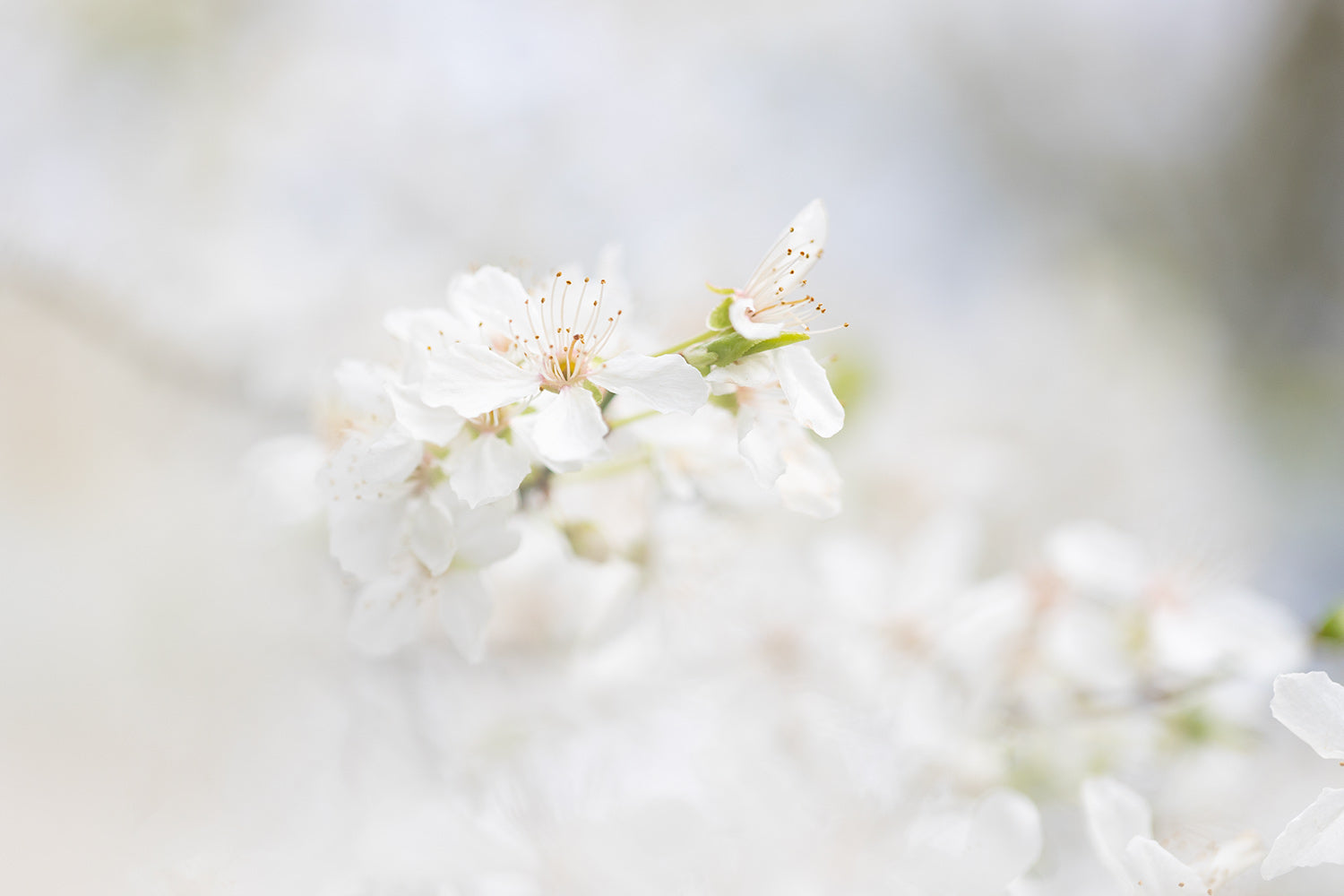 Tree blossom