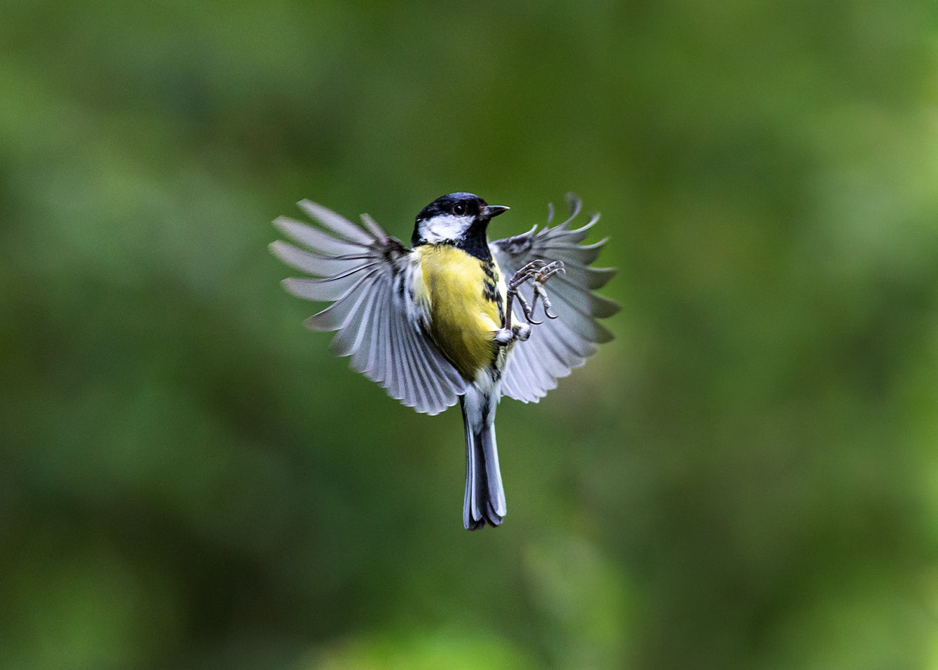 Bird in flight photo at RHS Harlow Carr