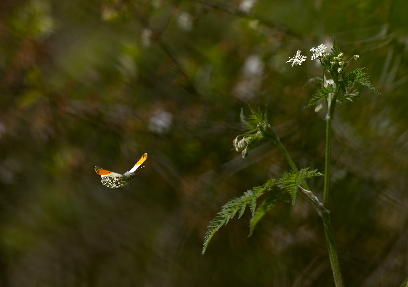 Male orange tip butterfly in flight