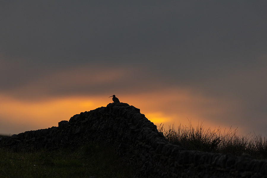 Culrew on a drtstone wall silhouetted on dry stone wall in front of sunset