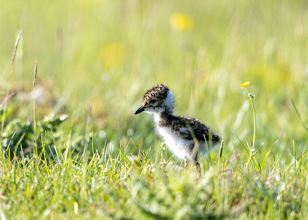 Lapwing Chick