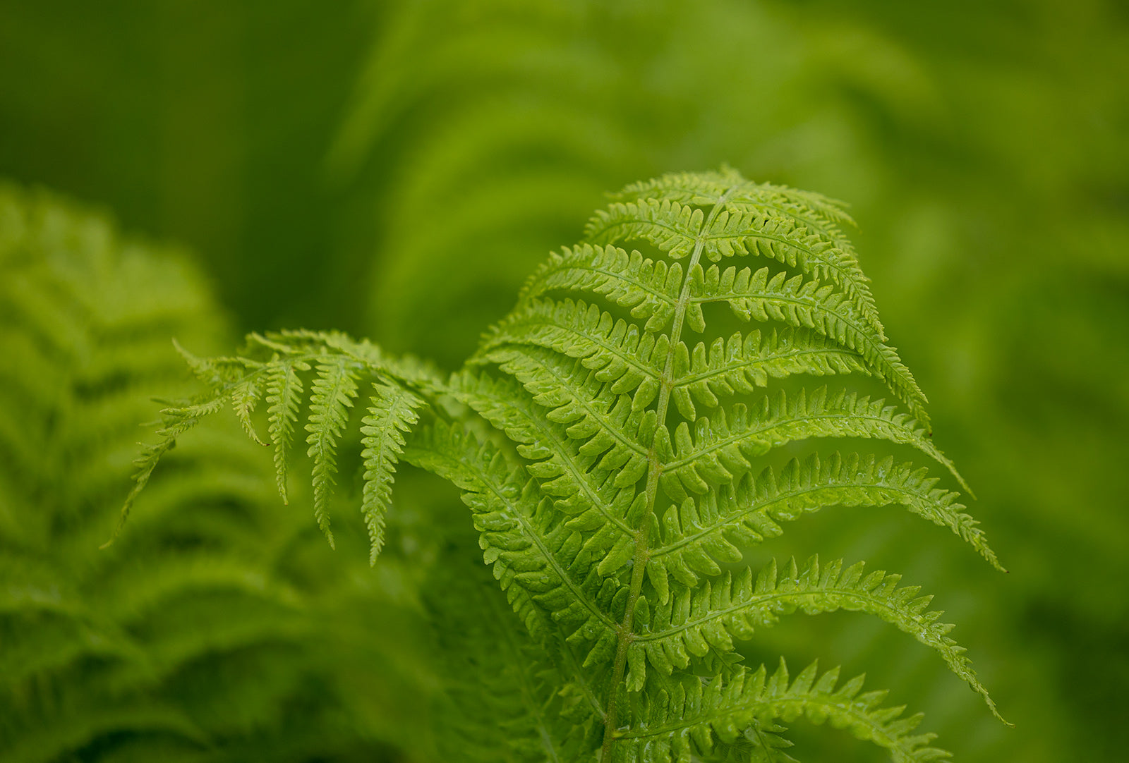 Green ferns with a green blurred background