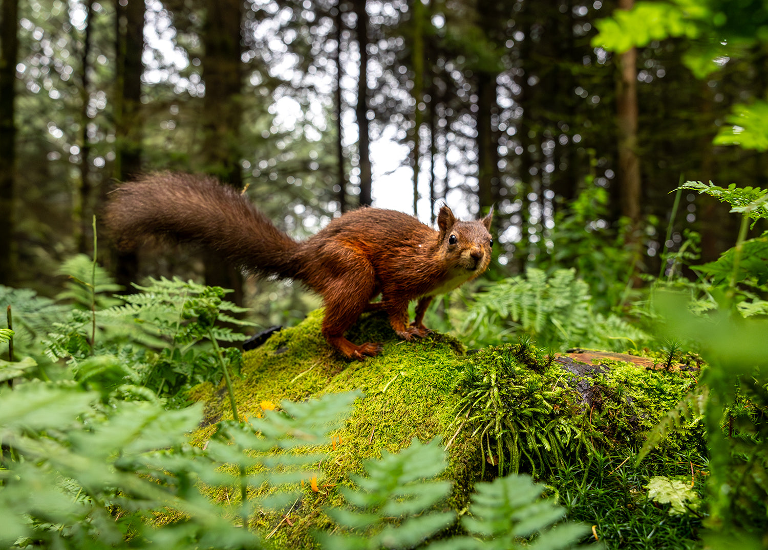 Red Squirrels in the Yorkshire Dales