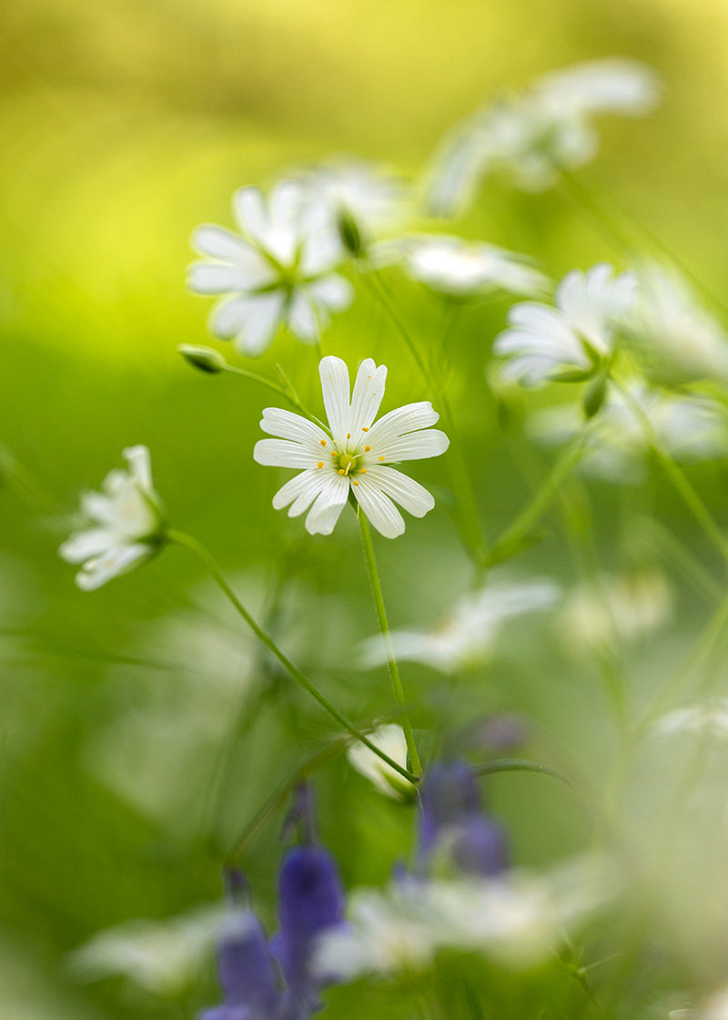 Stitchwort on woodland floor