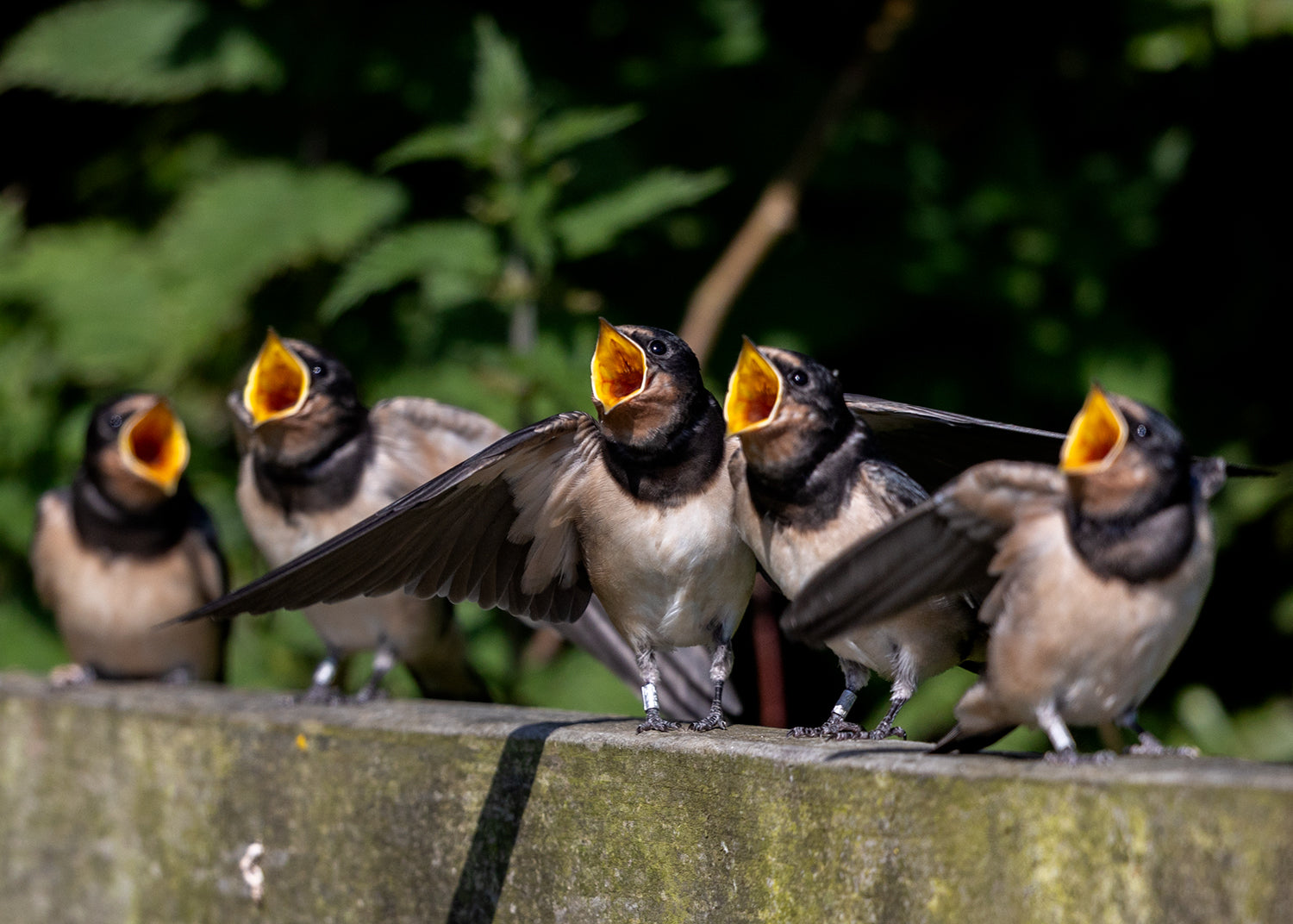 Swallow fledglings, yorkshire