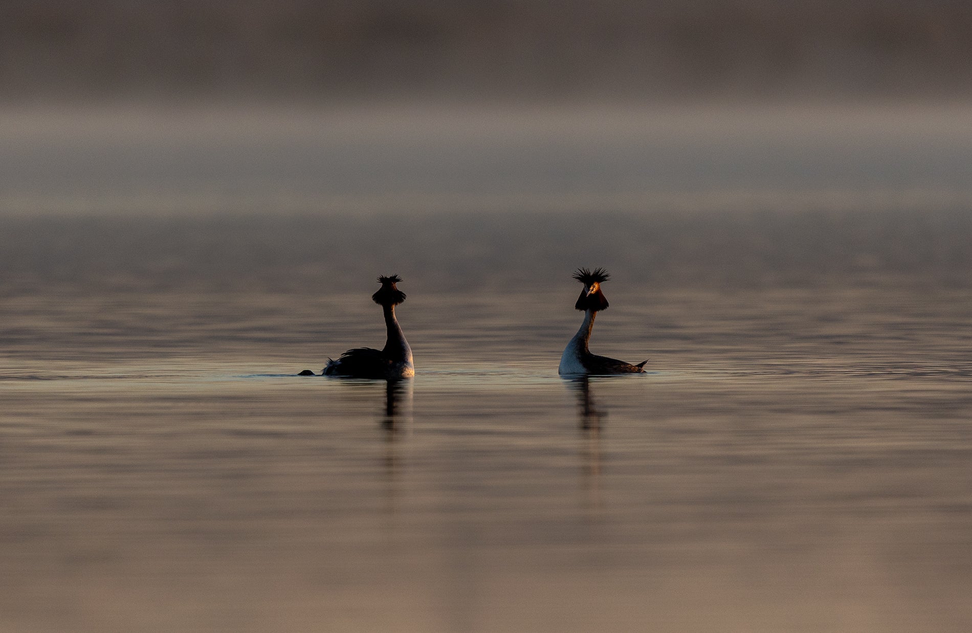 Great Crested Grebes courtship