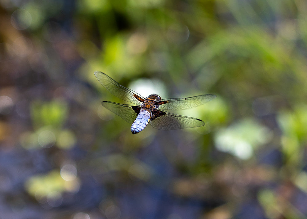 Broad bodied chaser at Gallows Hill, Otley