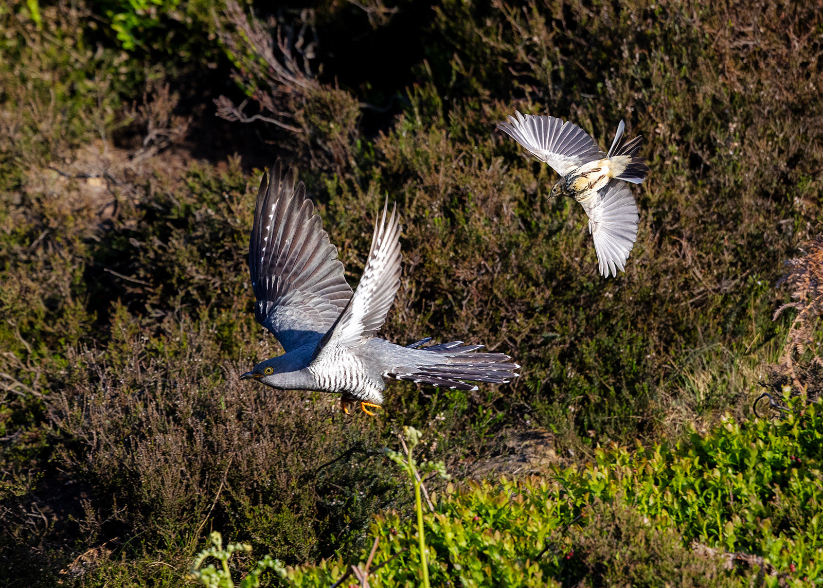 Cuckoo being chased by a meadow pipit over moorland