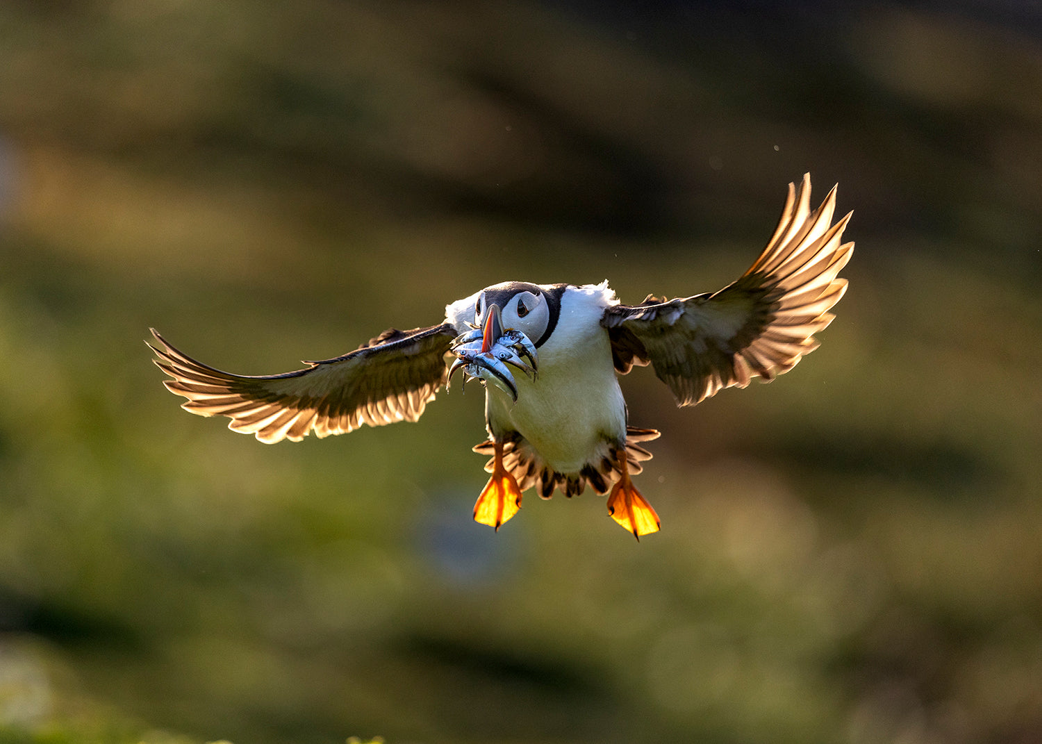 Puffin photographed mid-flight
