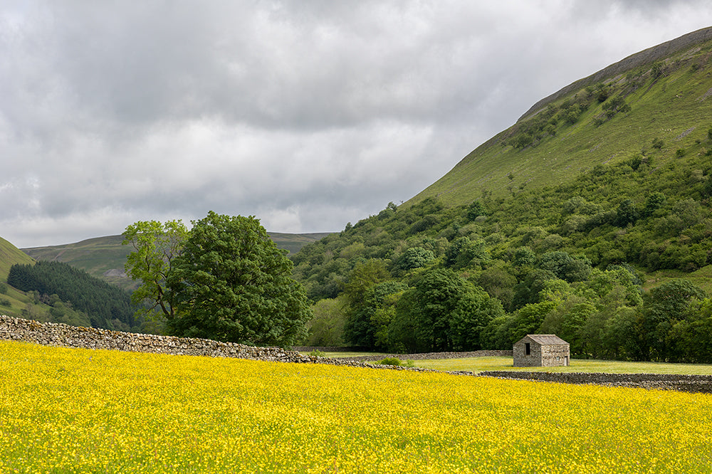 Wildflower meadows Muker