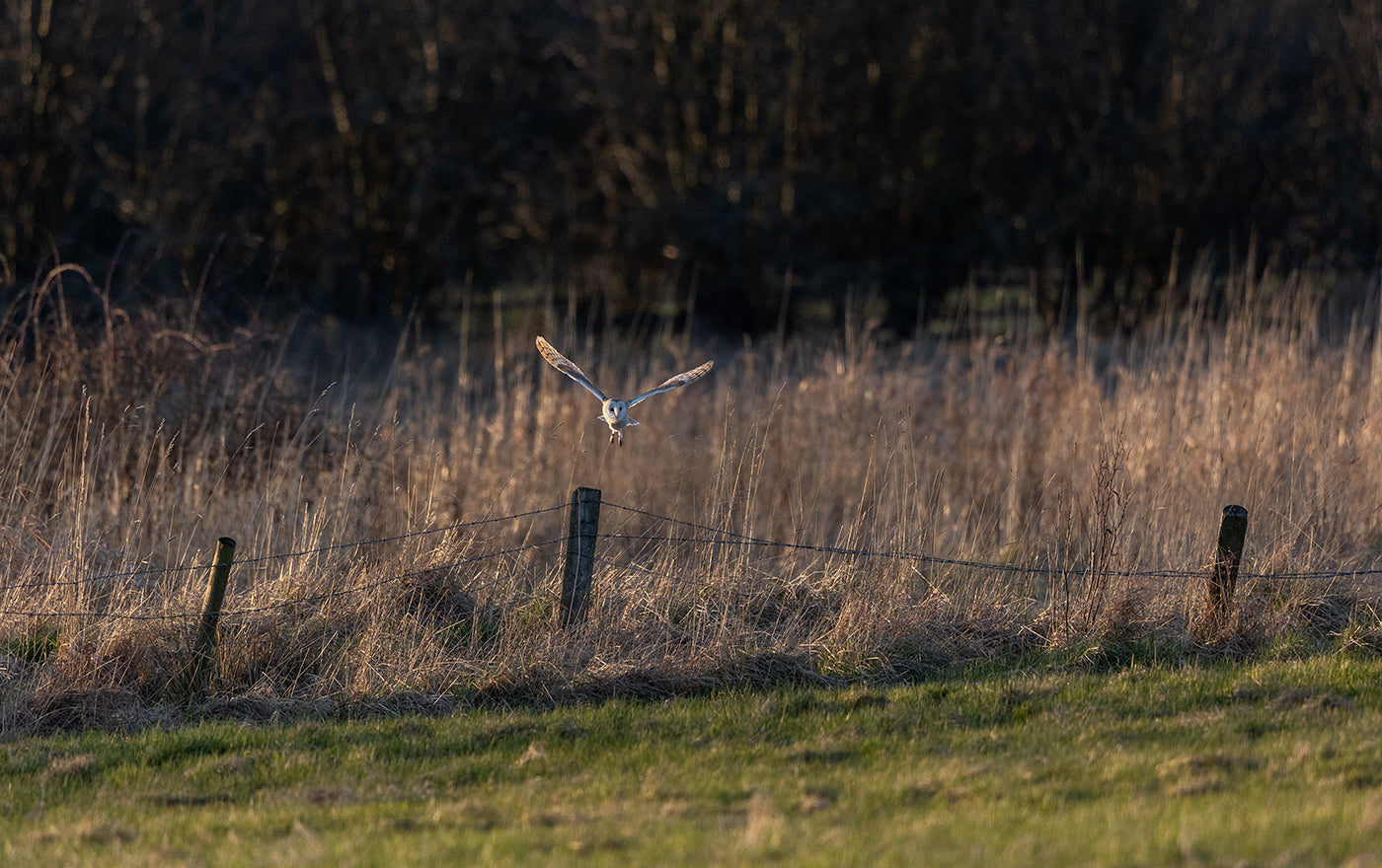 Barn Owl 