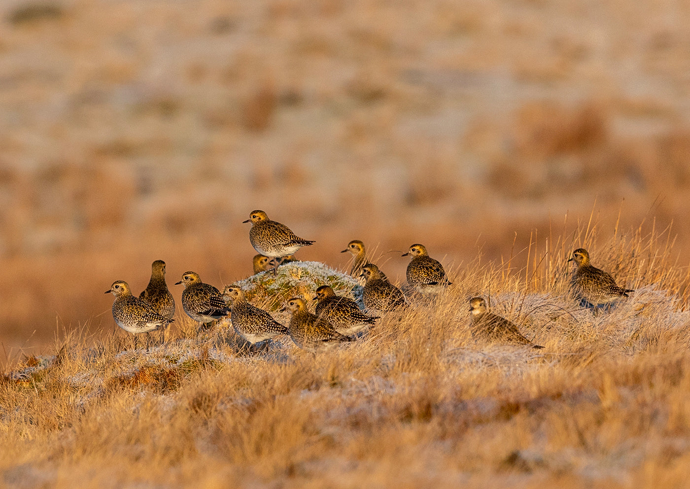 Flock of Golden Plover on the Moor