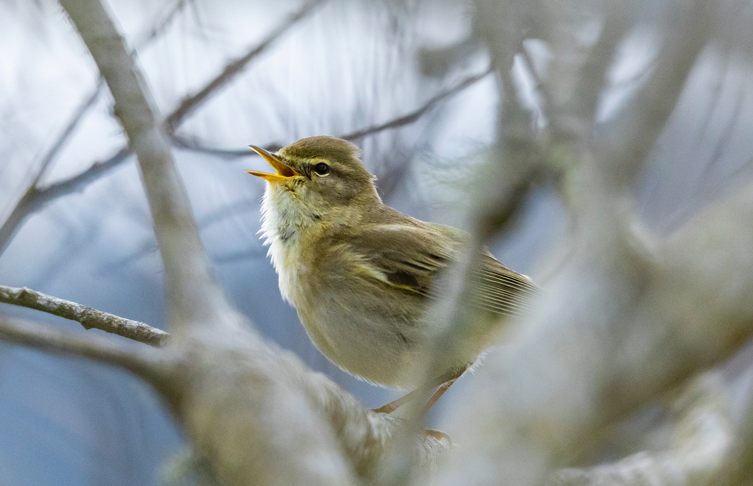 Calling Chiffchaff the first of spring