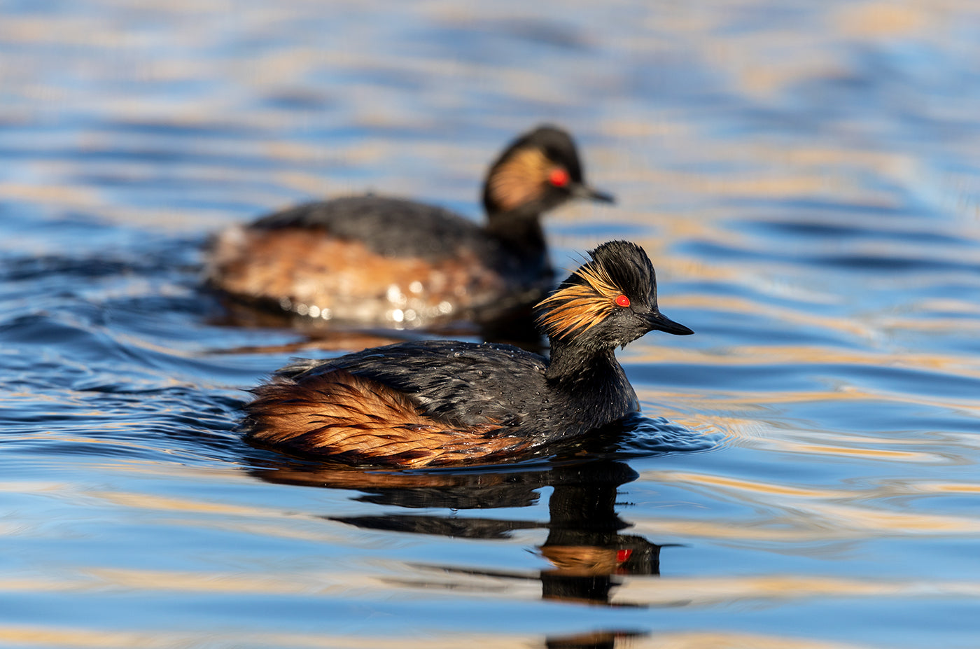 Black necked grebe pair at St Aidans, Leeds