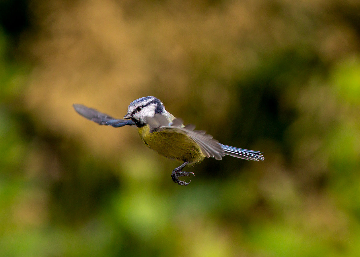 Garden wildlife photo of Blue Tit photographed mid-flight with smooth background
