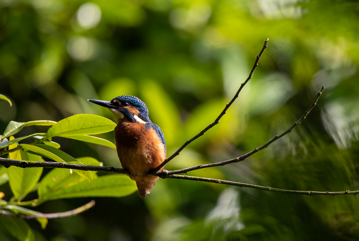 Kingfisher on a perch, part of nature walk
