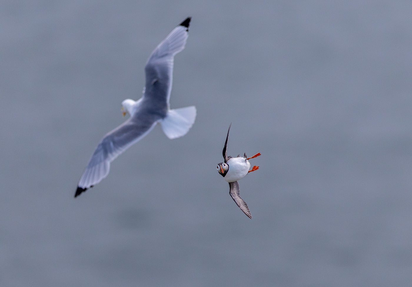 Puffin in flight Bempton Cliffs