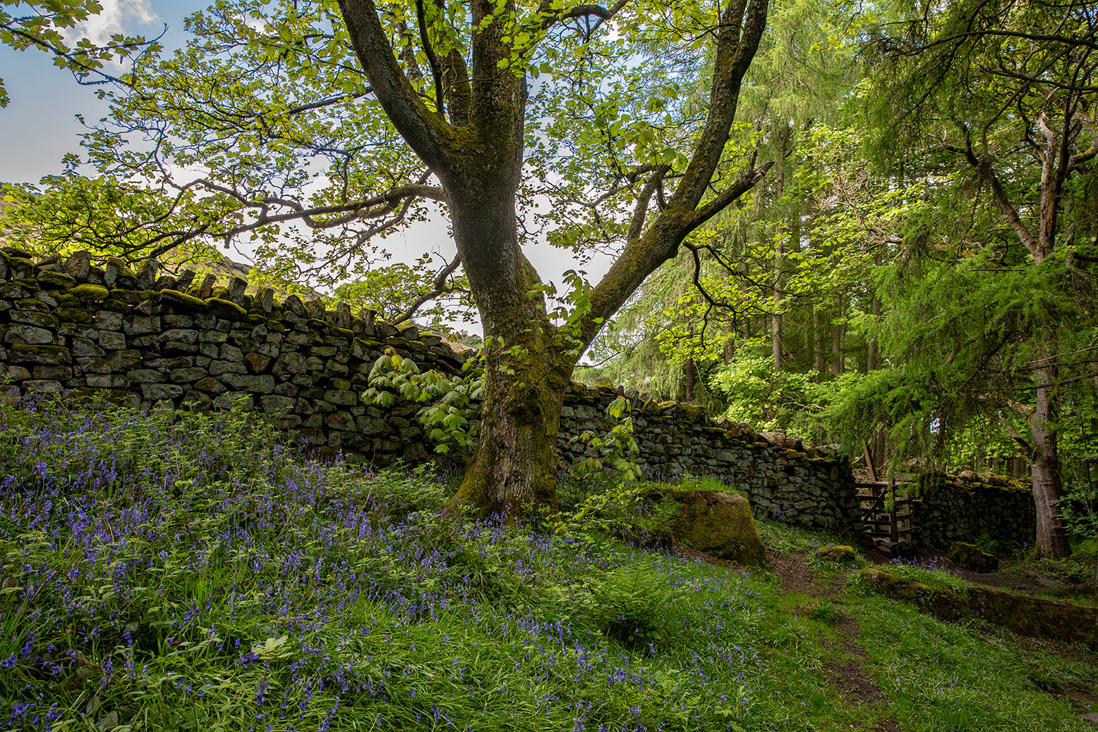 Drysyone wall bordering the edge of an ancient woodland with bluebells on the woodland floor.