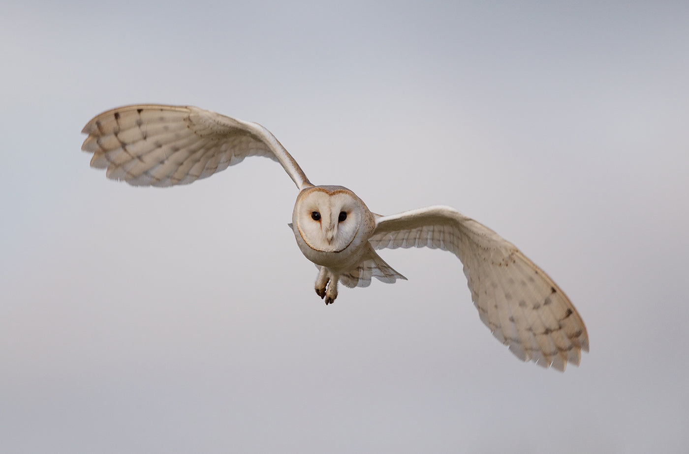 Barn owl from Walks with Nature