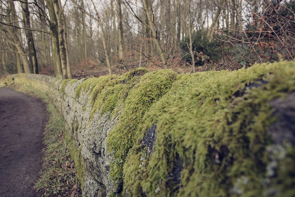 Drystone wall