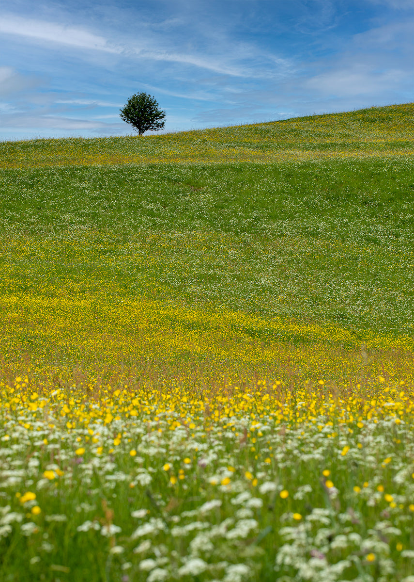 Muker wildflower fields