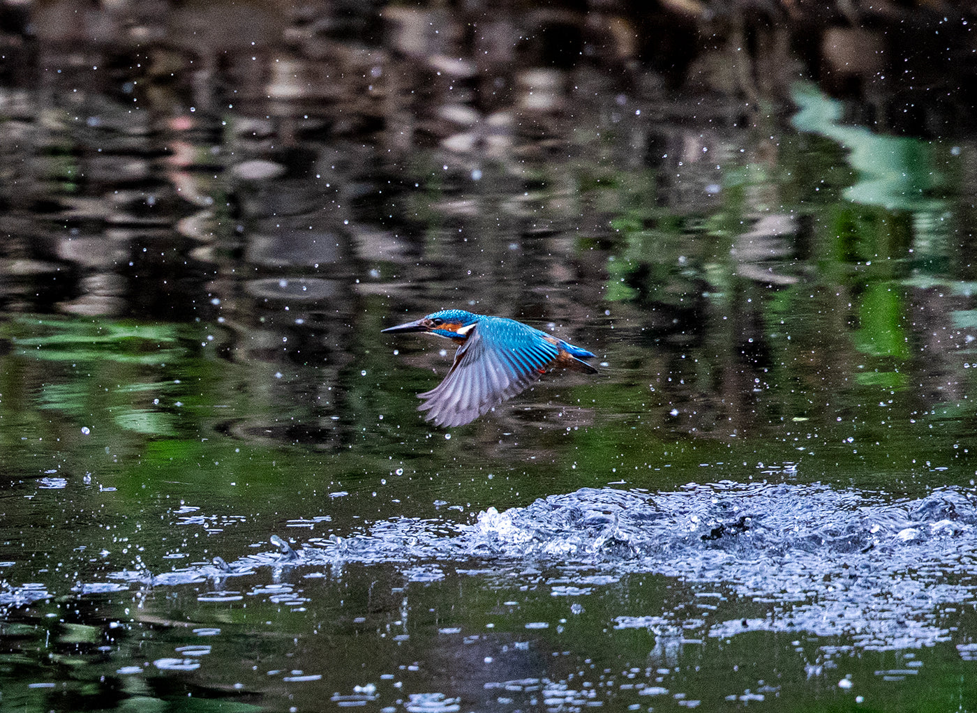 Kingfisher emerging out of river