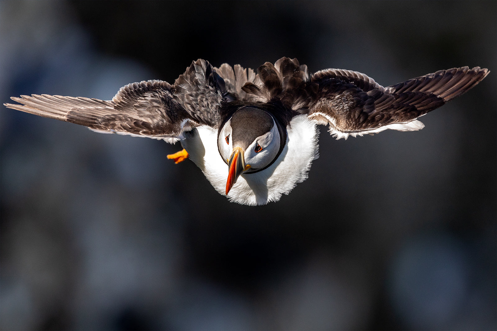 Bempton Cliffs Puffin hovering in the breeze