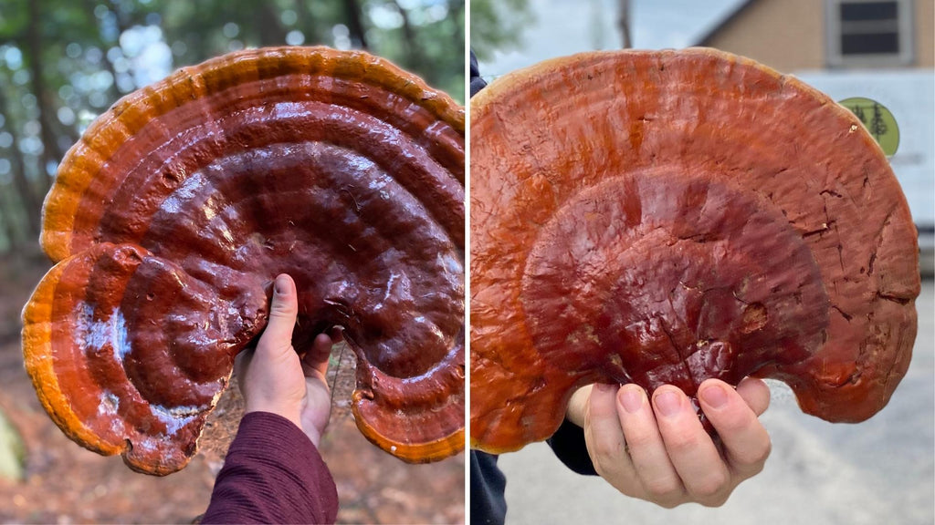 Reishi with red reaching the edge