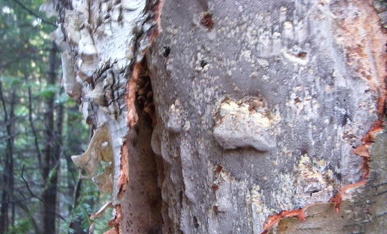 chaga mushroom spreading spores reproducing