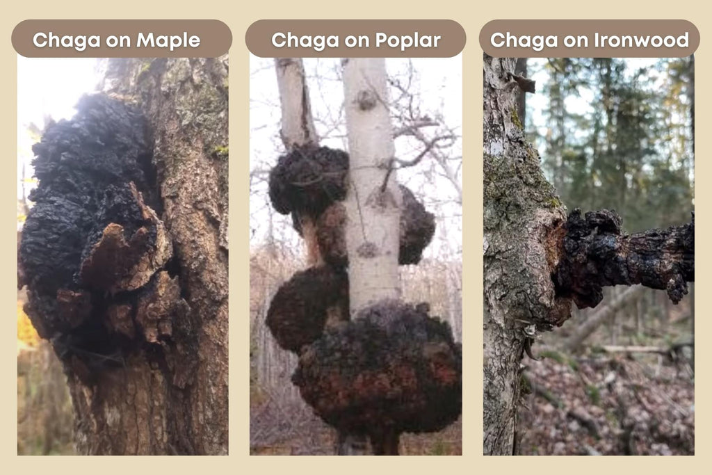 Chaga specimens on trees that are not birch, non-birch trees.
