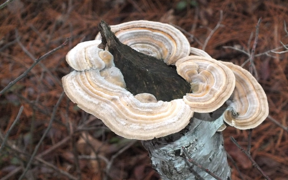 Hairy Parchment Turkey Tail Look Alike