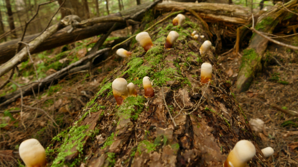 Baby reishi on a felled hemlock