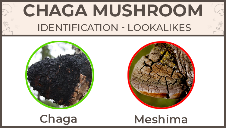 chaga vs meshima chaga lookalike species