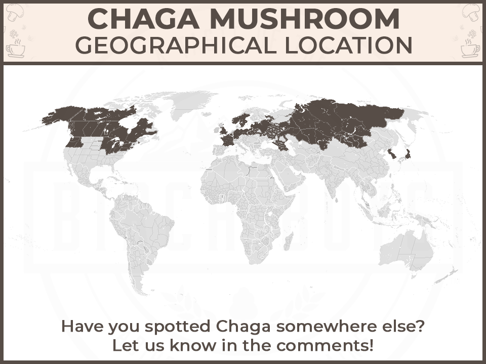 geographical distribution of chaga mushroom