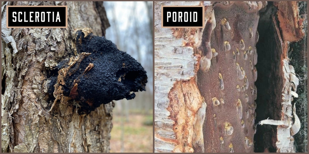 Chaga poroid vs sclerotia