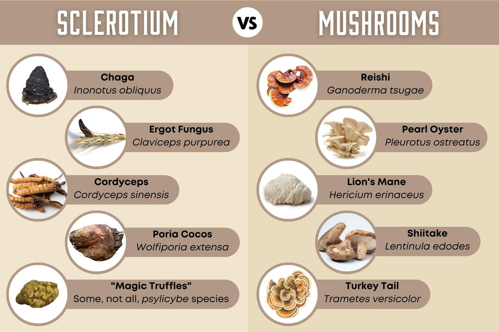 Sclerotium vs mushrooms. Chaga, wolfiporia, poria cocos, ergot fungus, cordyceps, magic truffles, philosopher's stones all produce sclerotium. Reishi, pearl oyster mushroom, lion's mane, shiitake mushroom, and turkey tail are all mushrooms