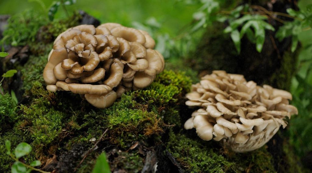 Maitake Mushroom Growing on Fallen Tree