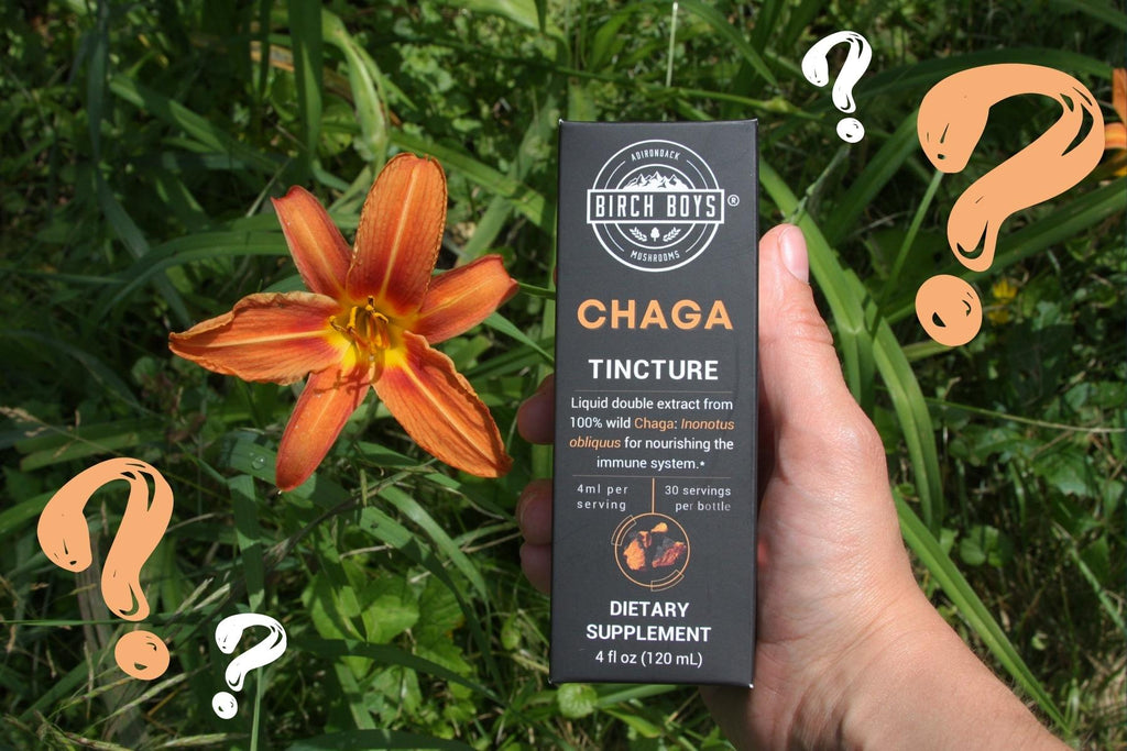 Chaga Tincture next to lily flower with question marks around them