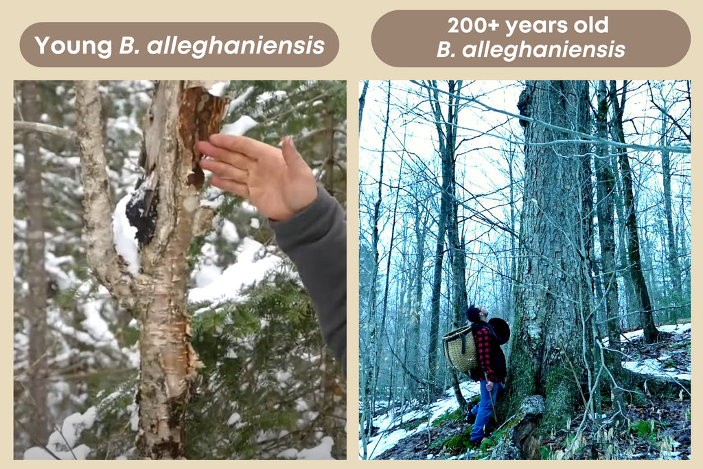 Young Birch Tree, Betula alleghaniensis, sporting chaga and a poroid, compared to a large, ancient Birch Tree