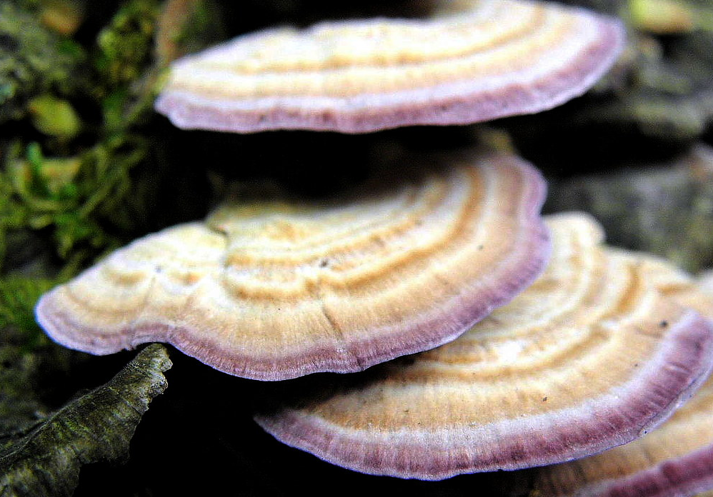 Violet Toothed Polypore Turkey Tail Look-Alike