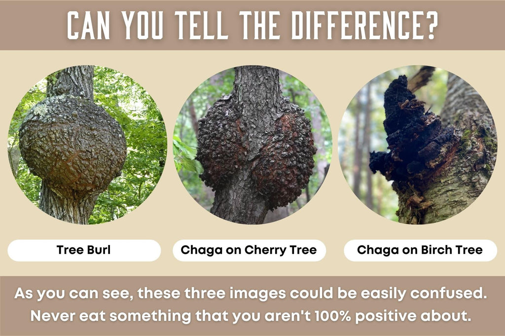 burl vs chaga on a cherry tree vs chaga on a birch tree