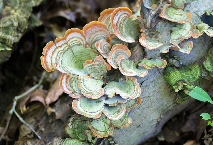 False Turkey Tail Mushroom Look Alike (Stereum ostrea)