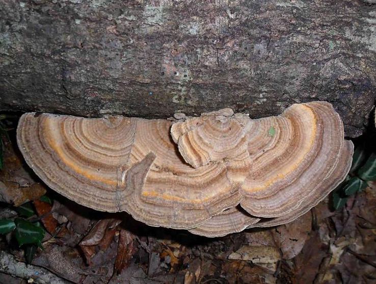 Gilled Polypore Mushroom Turkey Tail Look Alike Species