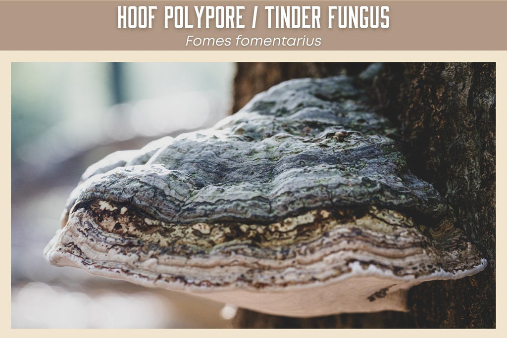 Hoof polypore, Fomes fomentarius, also known as the tinder fungus