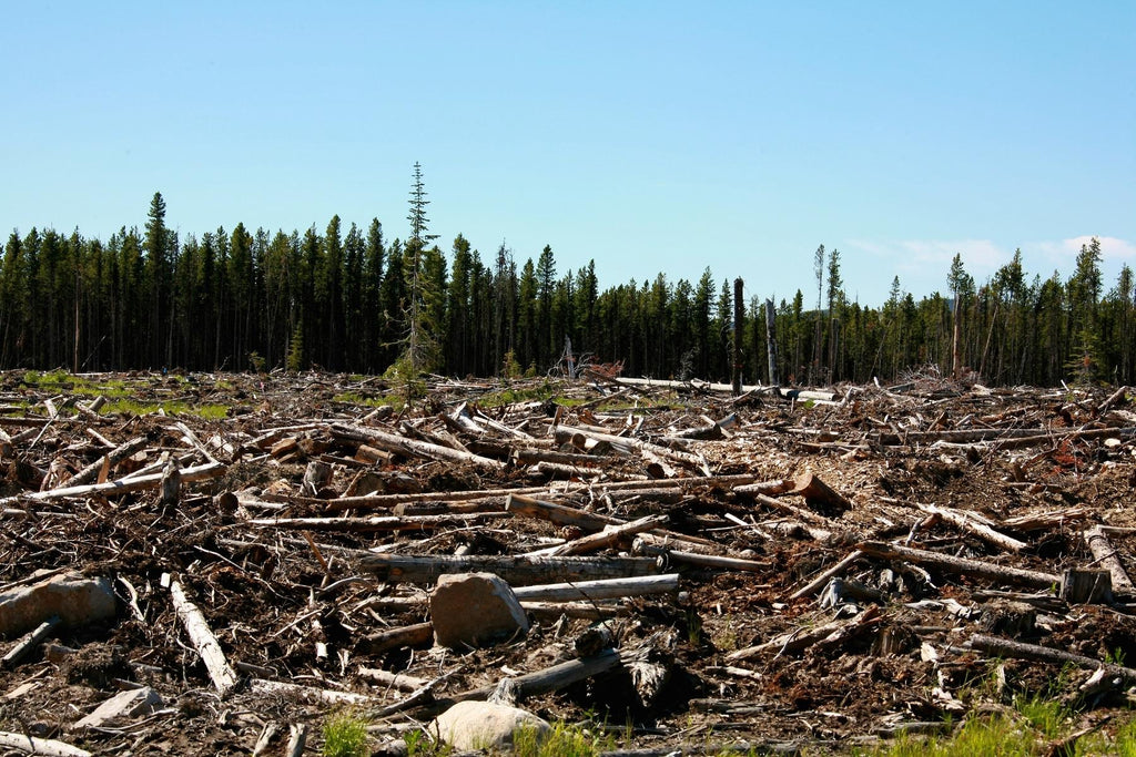 Logged, deforested land