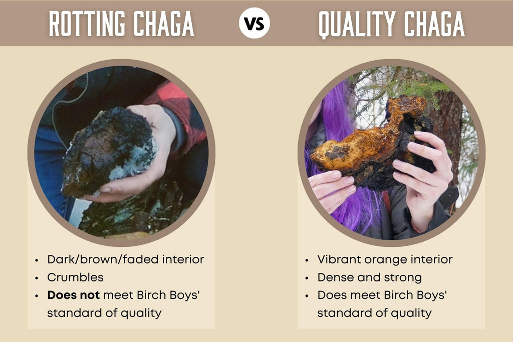 Comparison between rotting, dead chaga and fresh, quality chaga.