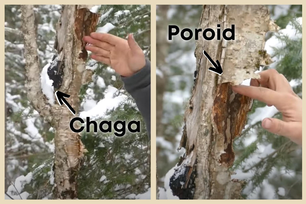 Young yellow birch is host to a fully matured, yet small, chaga conk and poroid