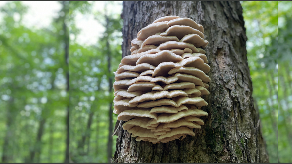 tree eater Adirondack Northern Tooth mushroom